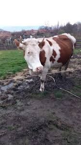 Vând vacă românească