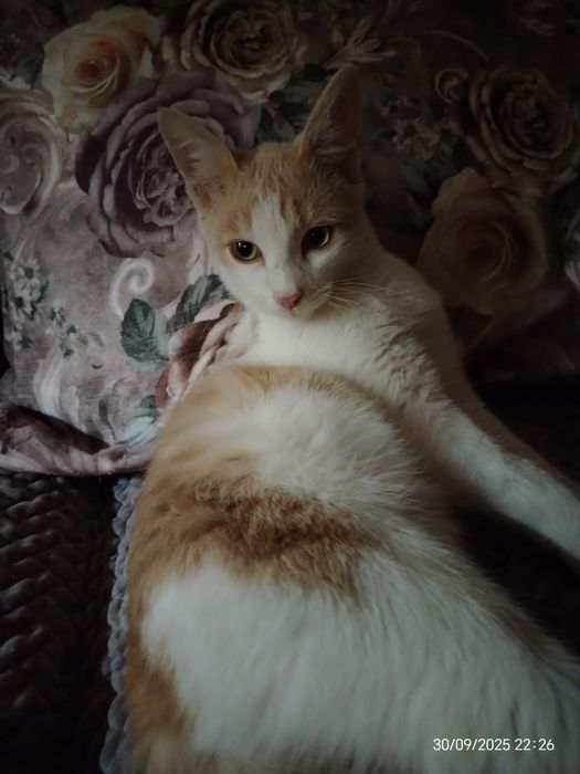 Котенок мальчик 7 месяцев