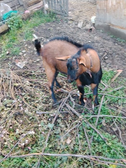 Vând țap Alpin Francez