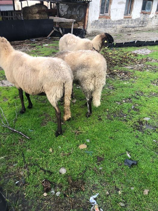 Vand  oi carabase sarbesti