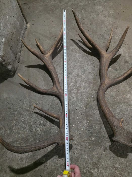 Рога от благороден елен