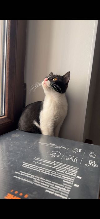 Котята, 4 месяца