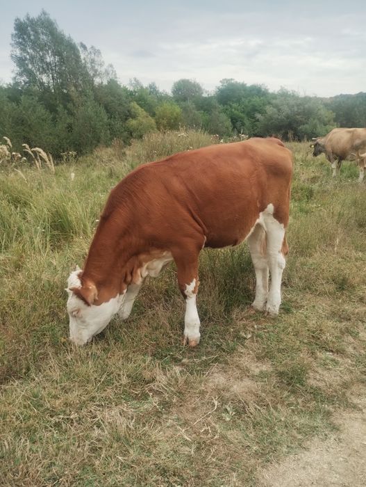Vițea bălțată românească