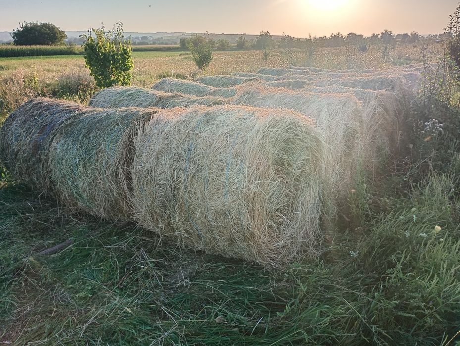 Vând baloți rotunzi de lucernă