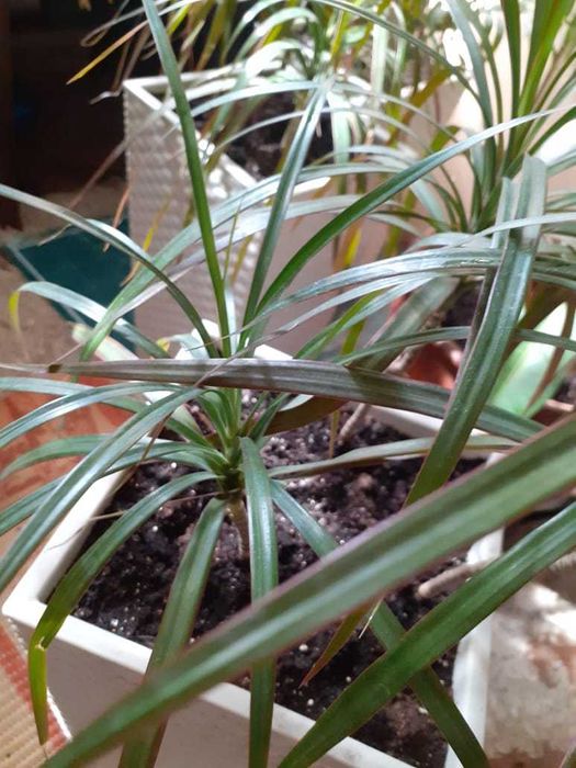 Продам комнатные растения драцена  Маргината, Кордилина,фикус.