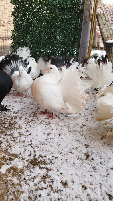 De vânzare porumbei de ornament