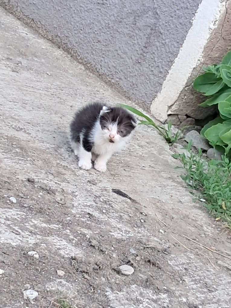 Donez pui de pisică