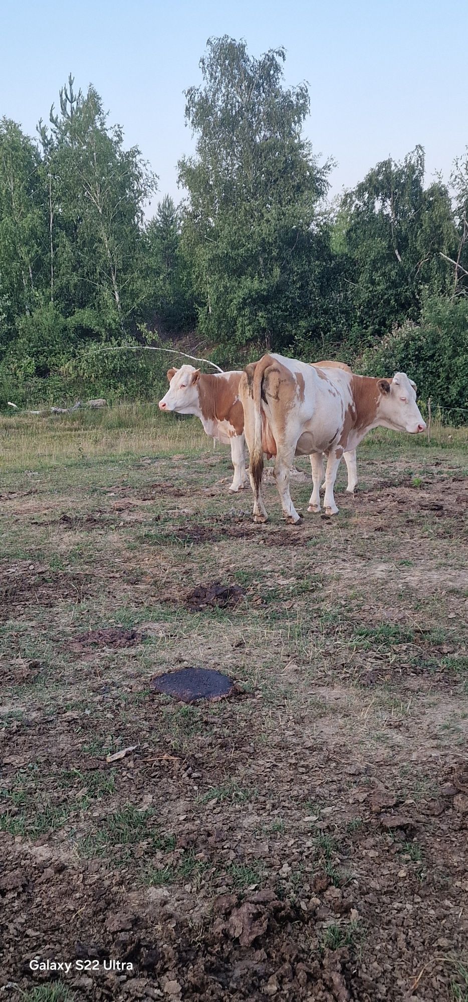 Vaci bălțată românească
