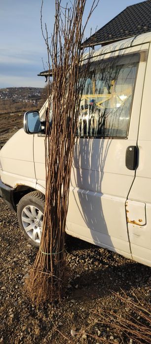 Puieți salcâm frasin tei fag carpen stejar mesteacăn plop brad molid