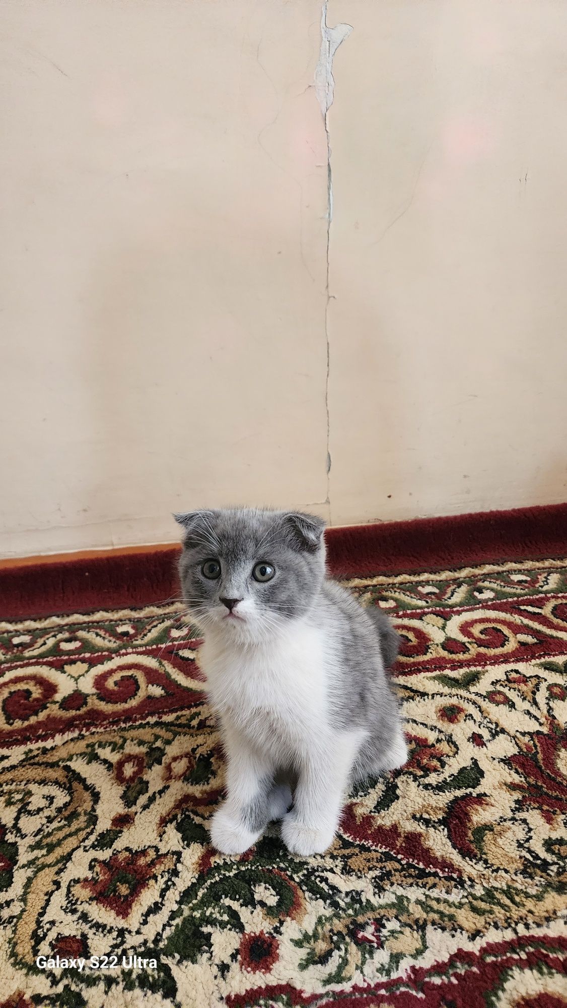 Очаровательные котята ищут дом!