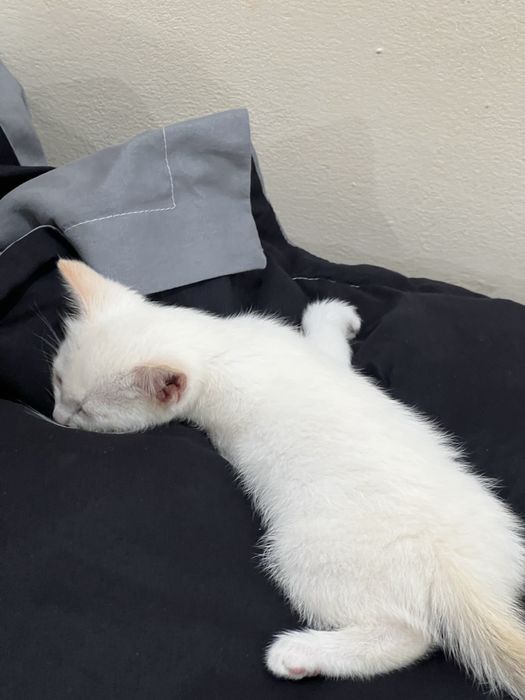 Отдам котенка в добрые руки