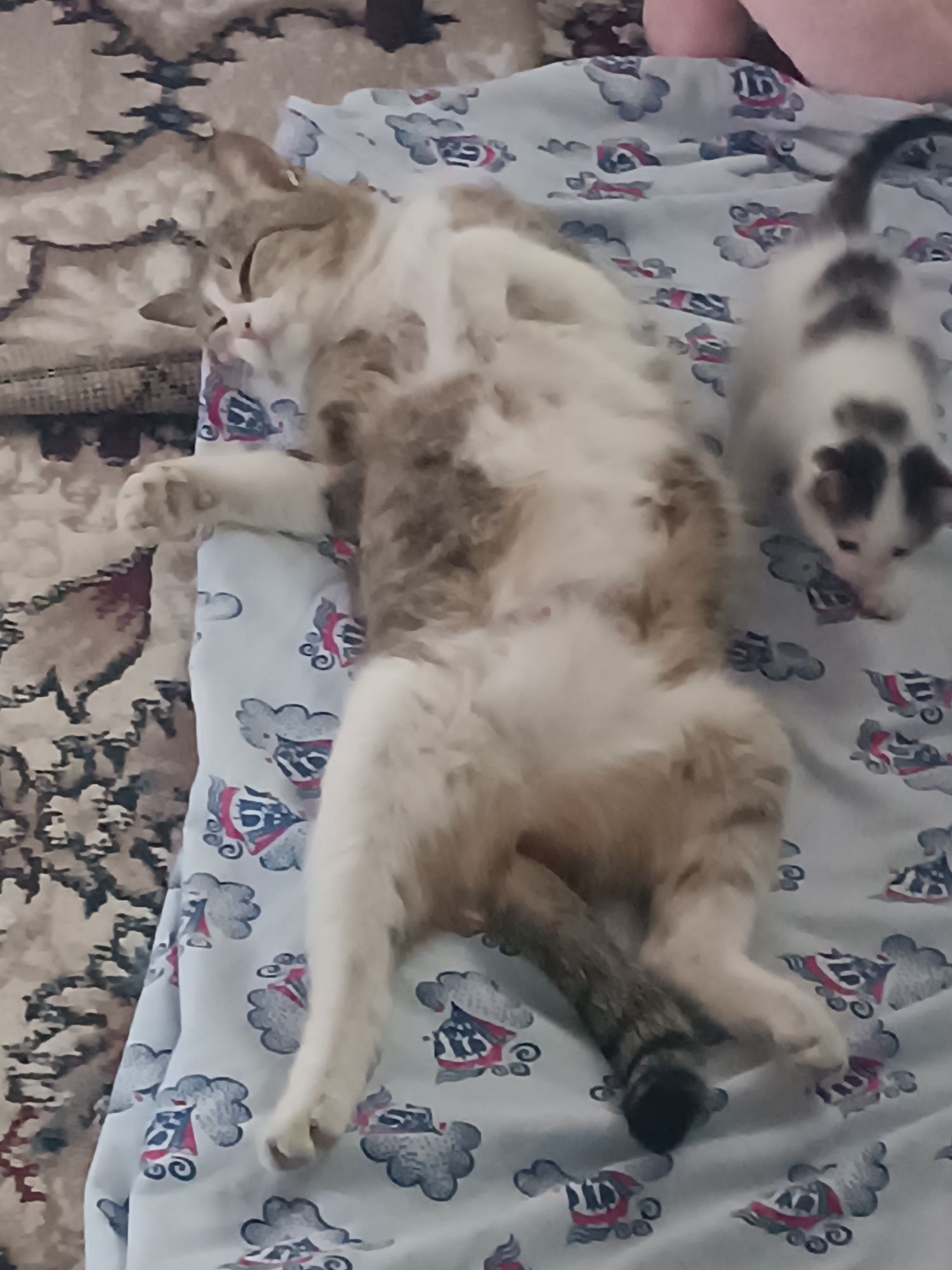 Кошки хароший кот знает латок