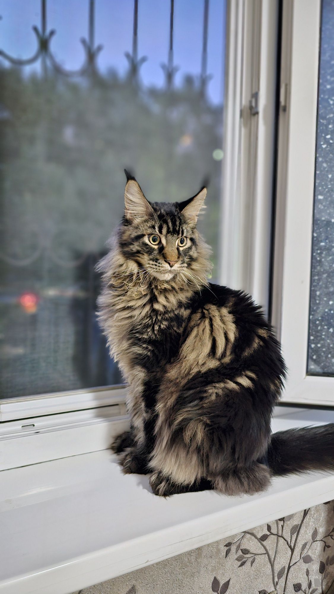Срочно продаётся мейн-кун, мальчик.