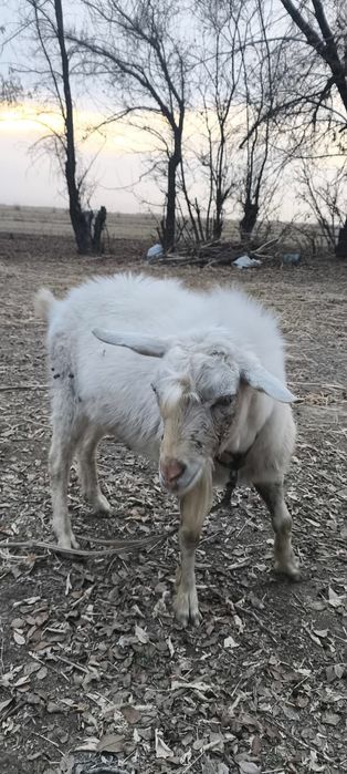 Продам     Козла