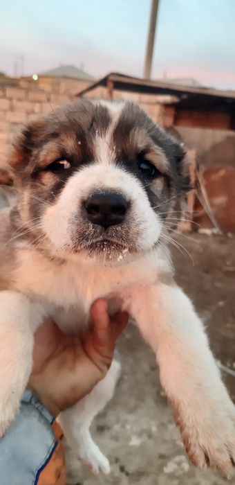 Таза канды алабай кушиктерин сатамын еркеги 40000тг ургашысы 20000тг