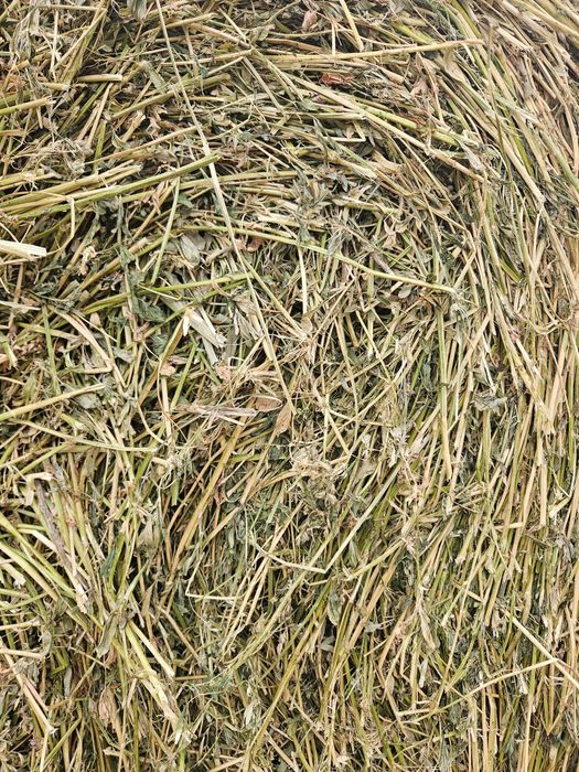 Baloți lucernă 2025