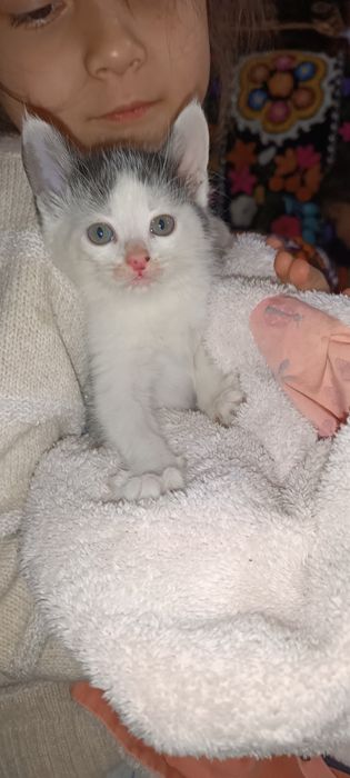 Срочно отдам котят