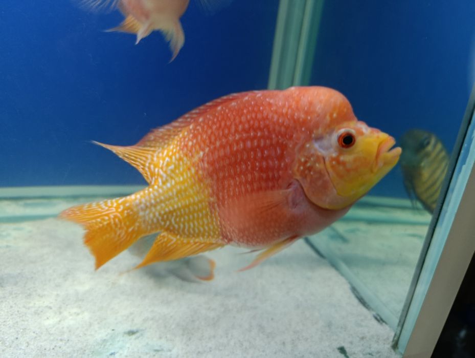 Baliq 2ta katta 200 000 ming dan 2ta kichik 100 000 mingdan