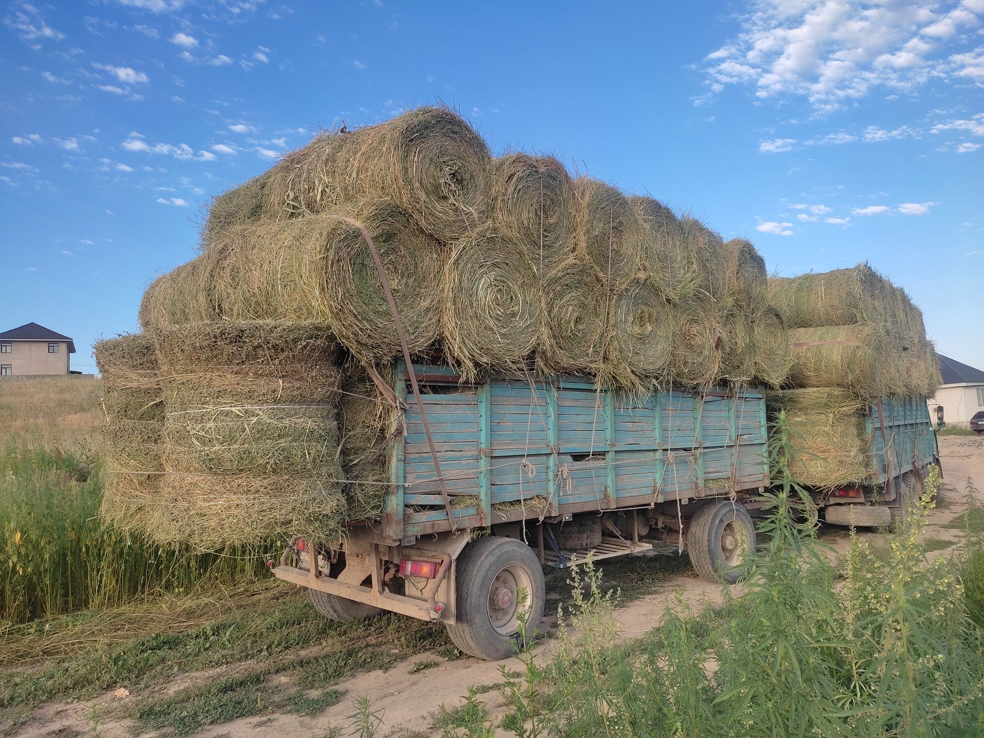 Сено рулонах (жоңышқа)
