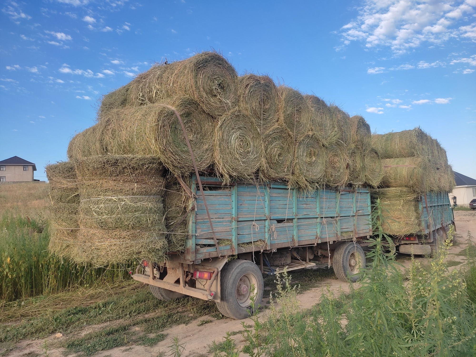 Сено  люцерно в рулонах (жоңышқа)