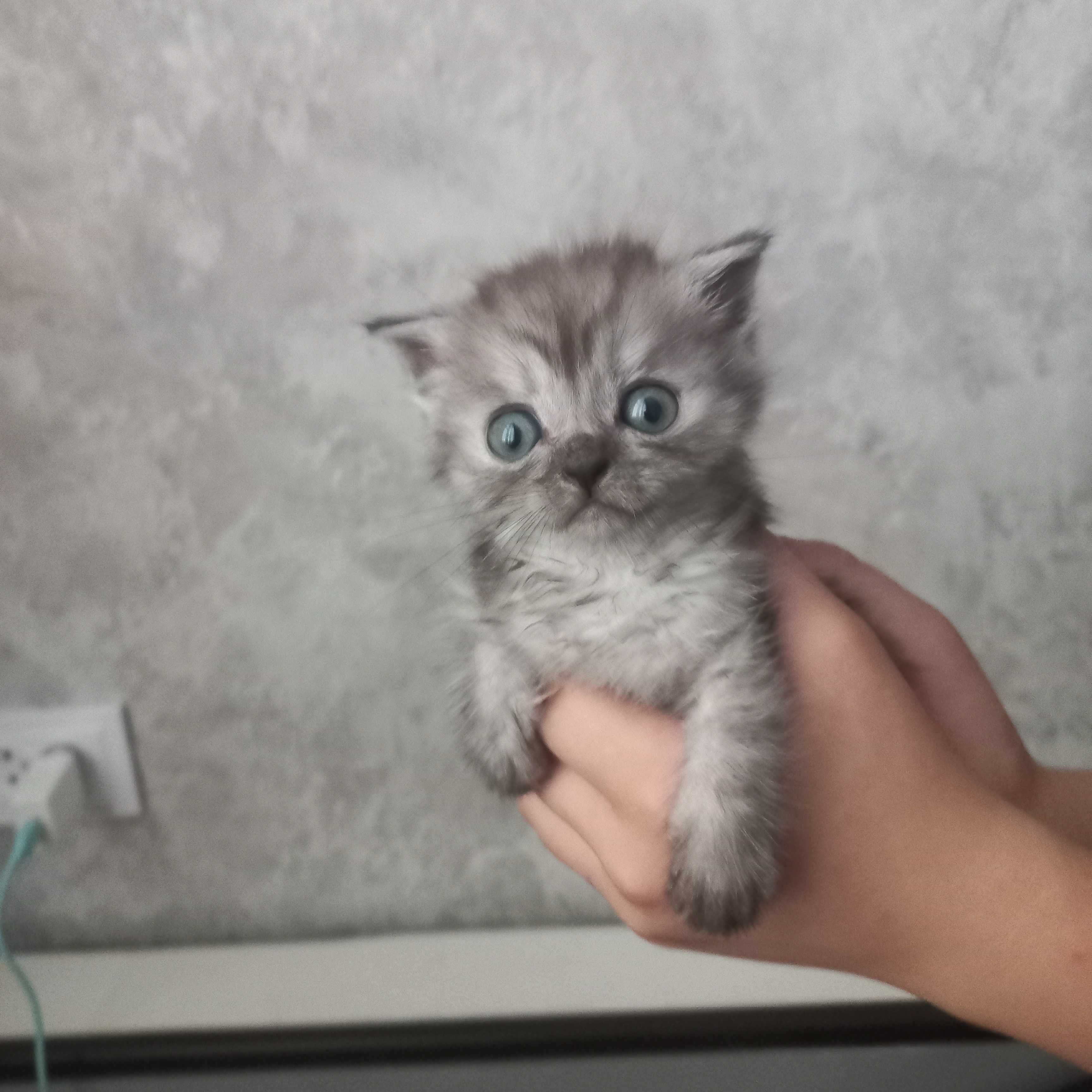 Продаются котята фолд с очень красивым окрасом