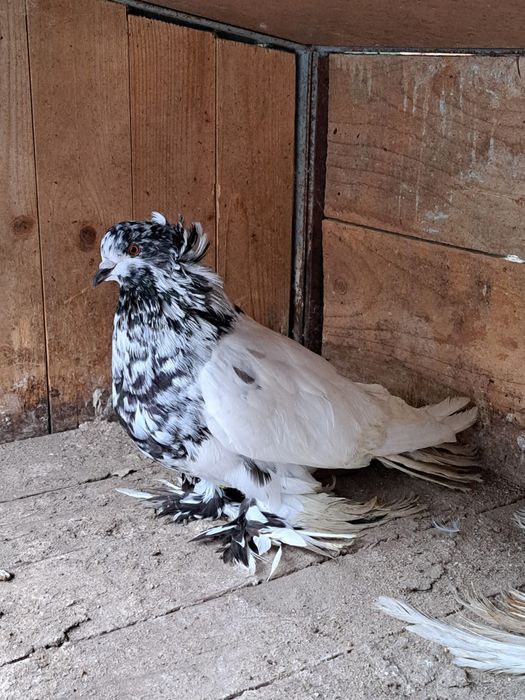 Porumbei uriaș maghiar