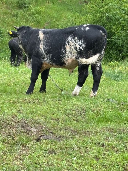 Vând vițel albastru belgian