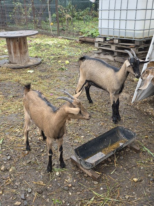 Iede alpina franceza