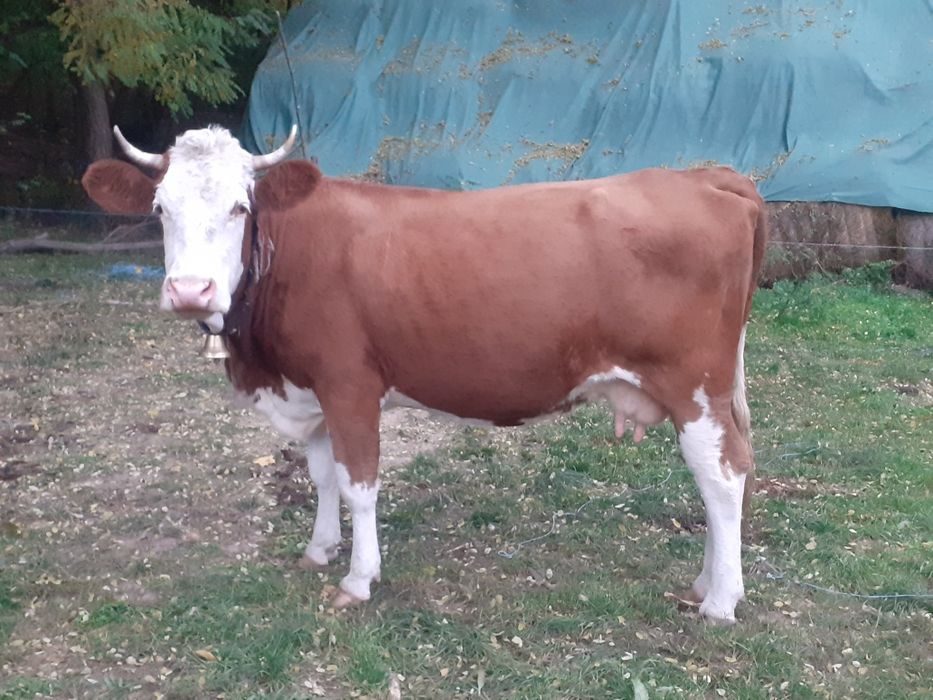 Vand vaca de cinci anii