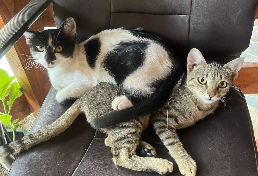 Pisoiasi spre adoptie