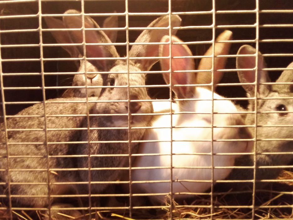 Кролихи большие,