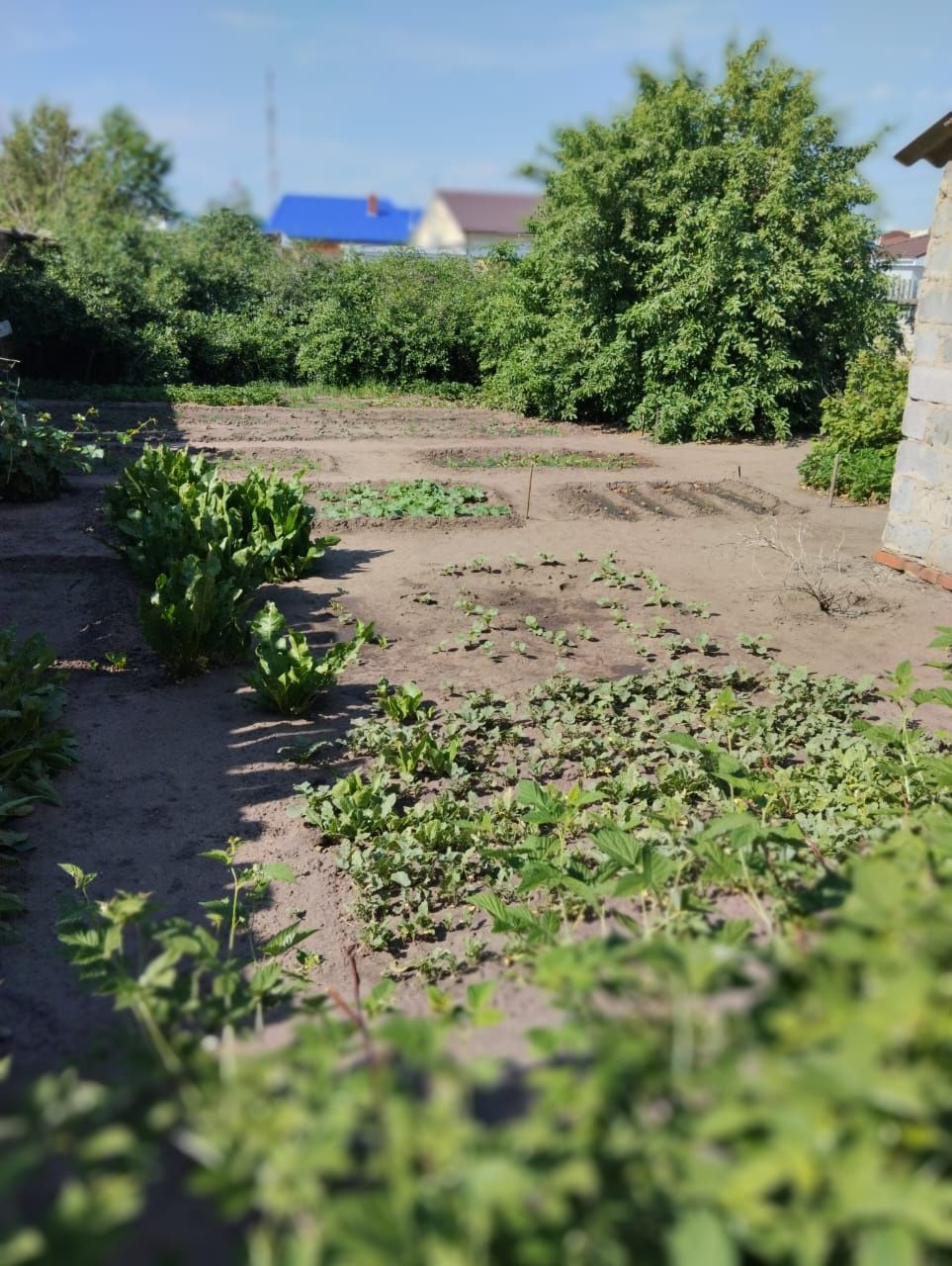 ТоПрополка огорода в ручную работаем быстро хорошо, обращайтесь