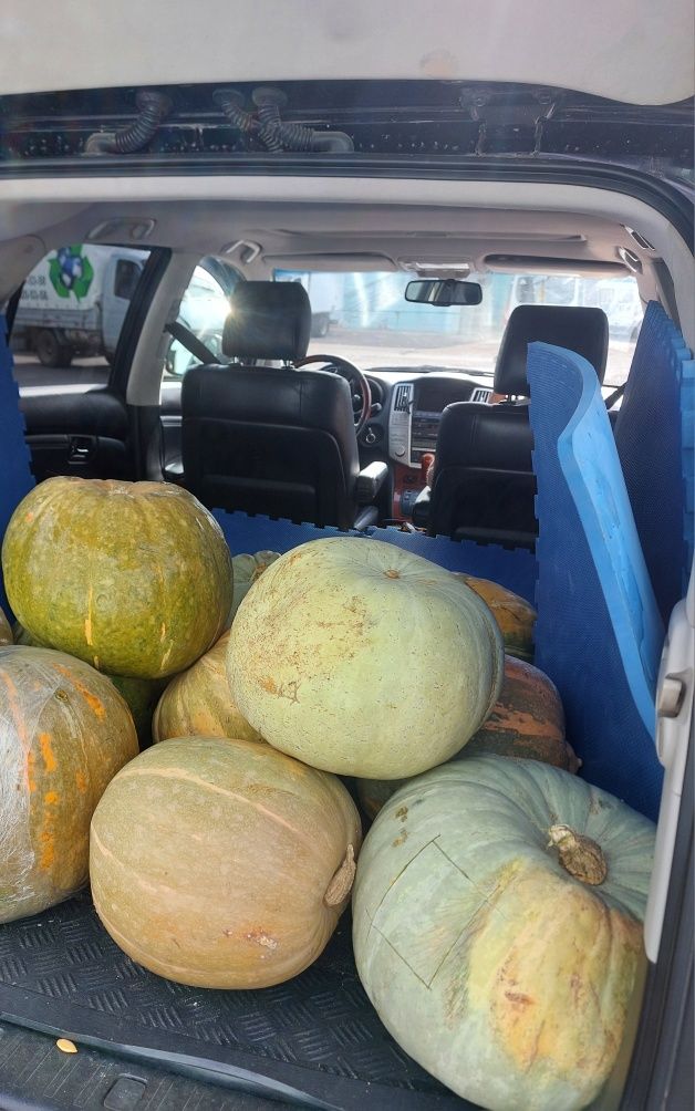 Продам тыкву домашняя