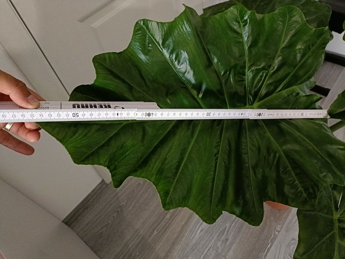Alocasia Portodora 1m, Plante verzi