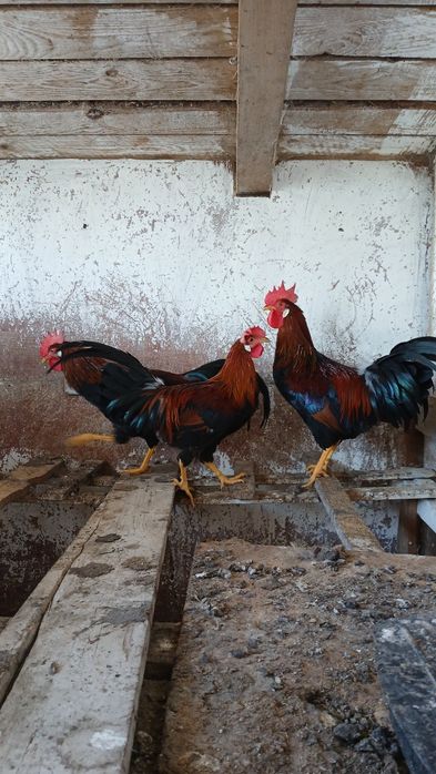 Cocoșei tineri italian