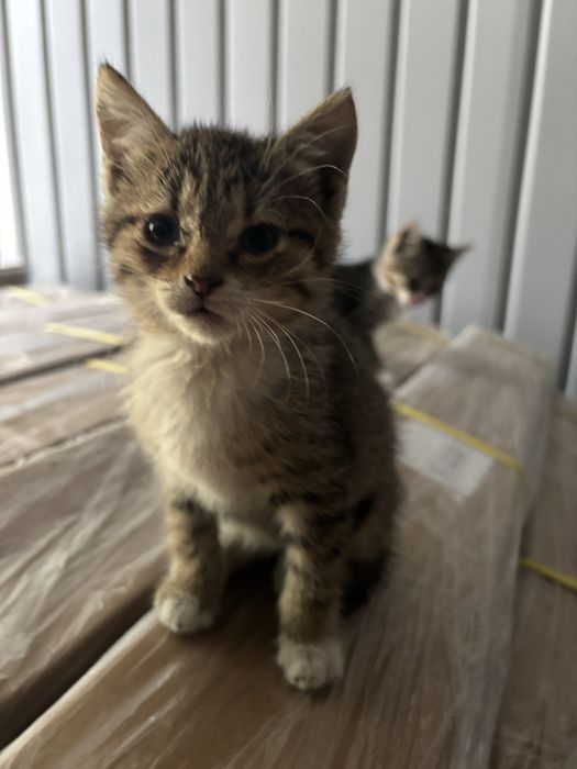 Adoptie 4 pui de pisica Bucuresti/Ilfov