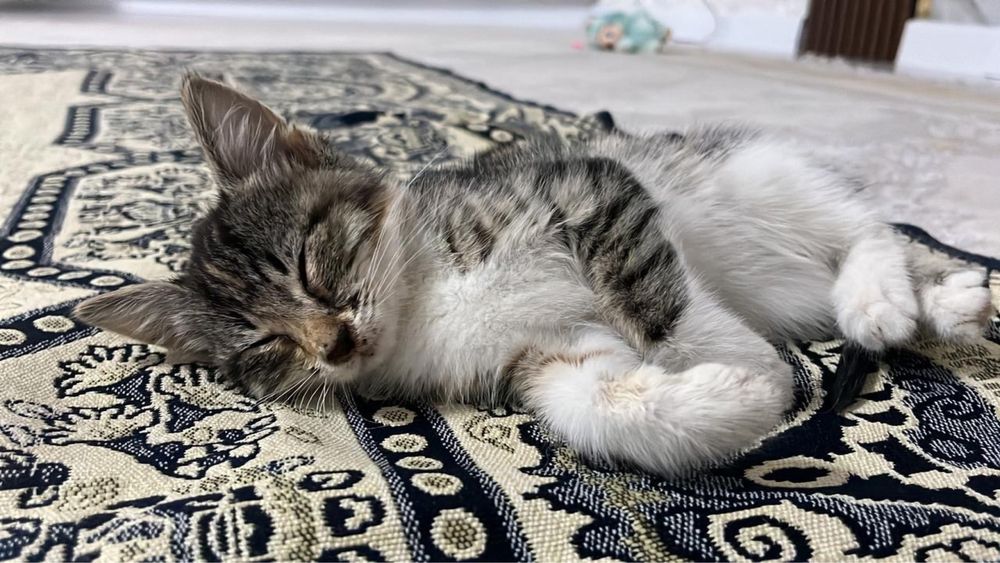 Бесплатно отдам кошку