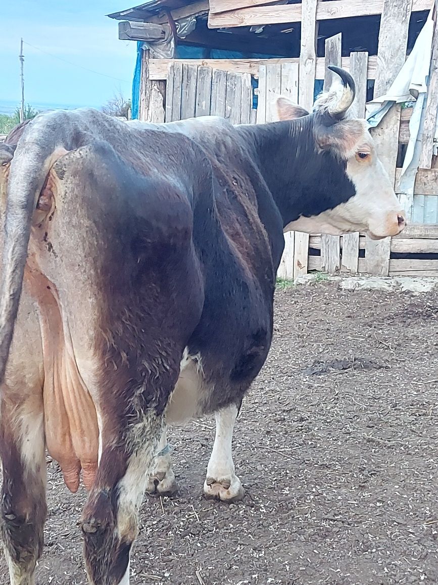 Vaci de vânzare bune de lapte sau vitei de sacrificat