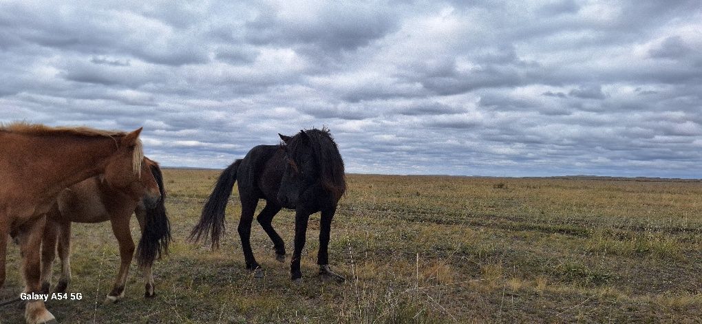 7 жасар айғыр сатылады жуас.