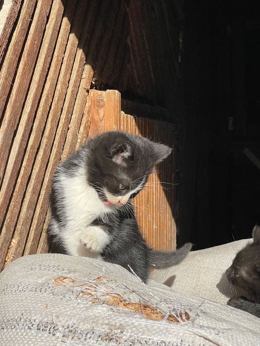 Donez pui de pisică și pe mama lor