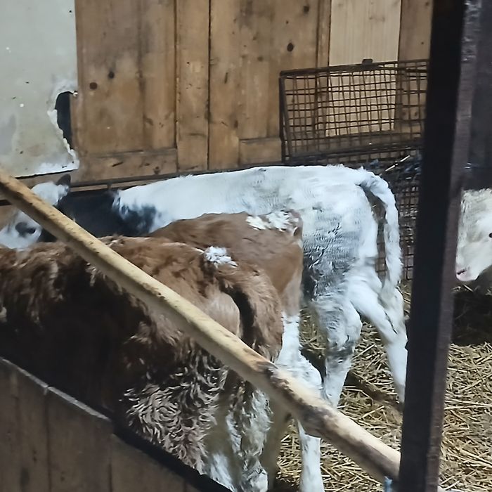 Vitei baltata si belgian