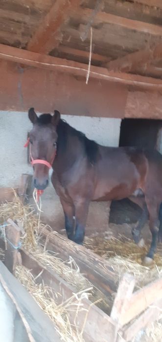 Vând carlan de 1 an și 6 luni