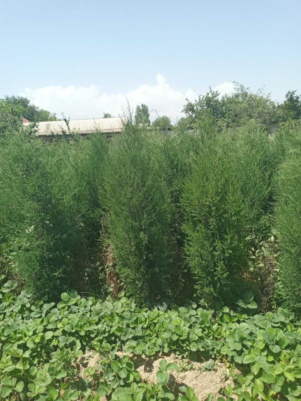 Можжевельник кучатлари сотилади