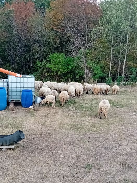 Oi țurcanu de vanzare