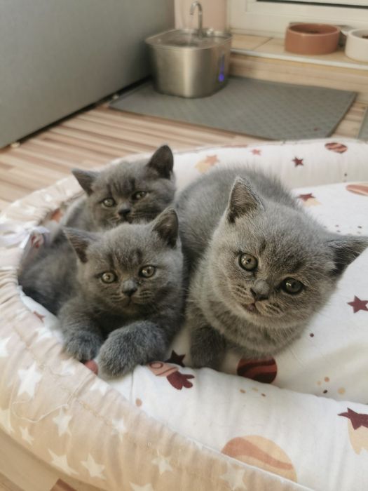 Британски котета
