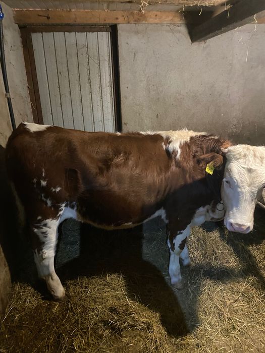 Vând Vițică și Tauras