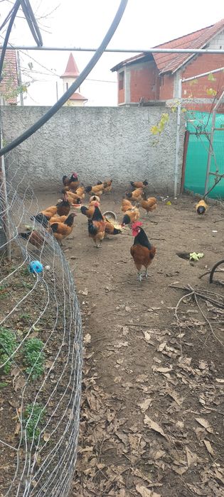 Vând păsări din rasa Vorverk