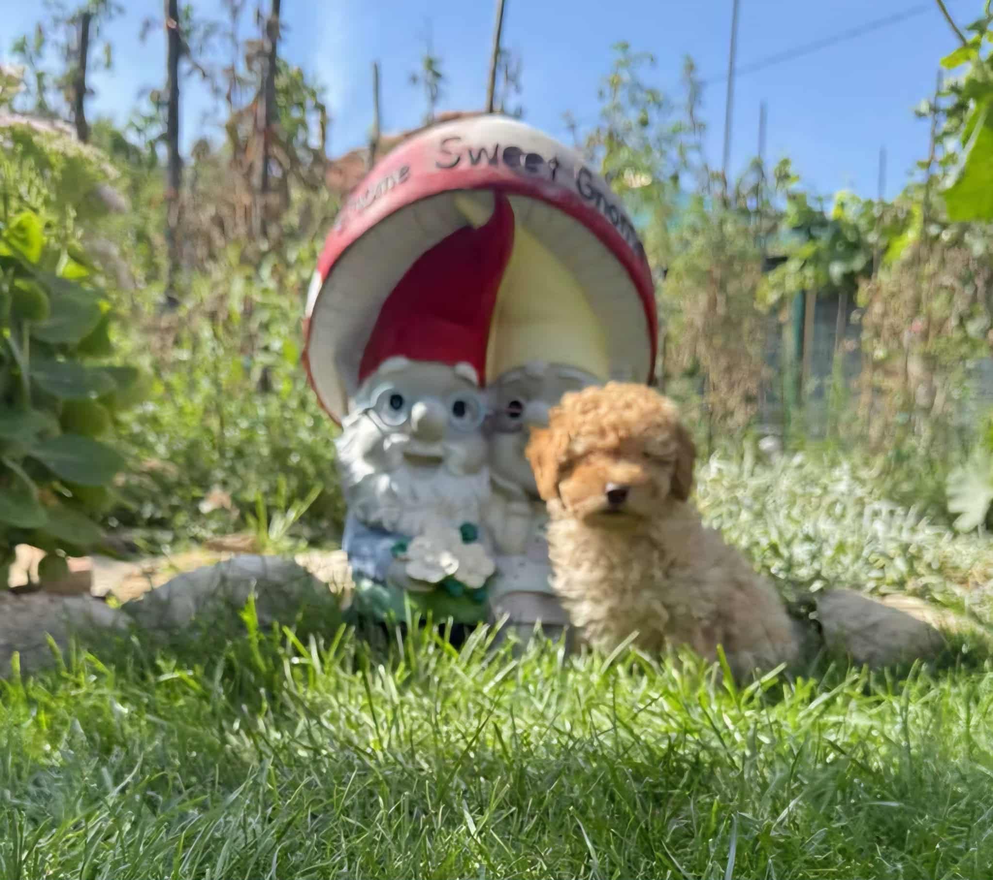 Пудел Той/ Poodle Toy