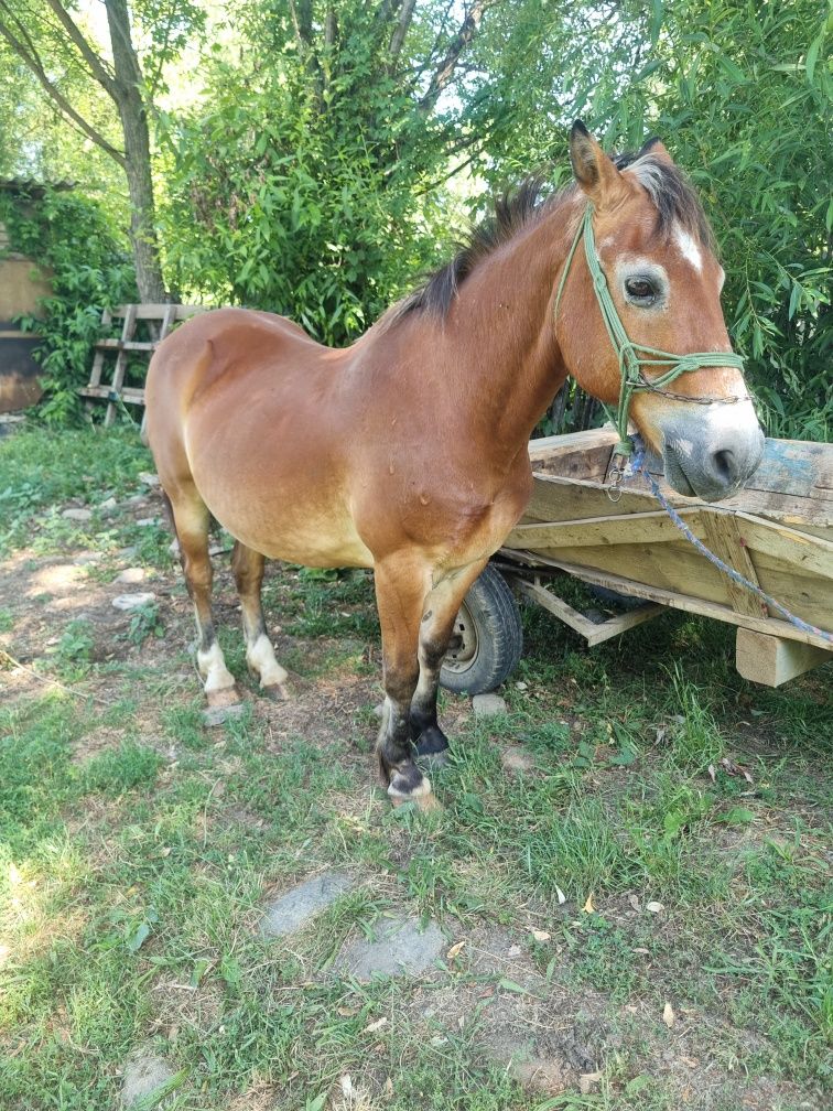 Vând cal bun de căruță