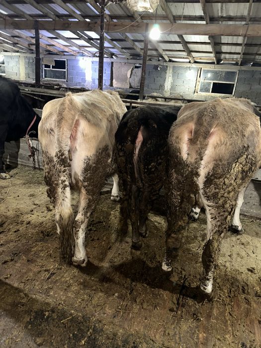 Семіз сиырлар сатылады